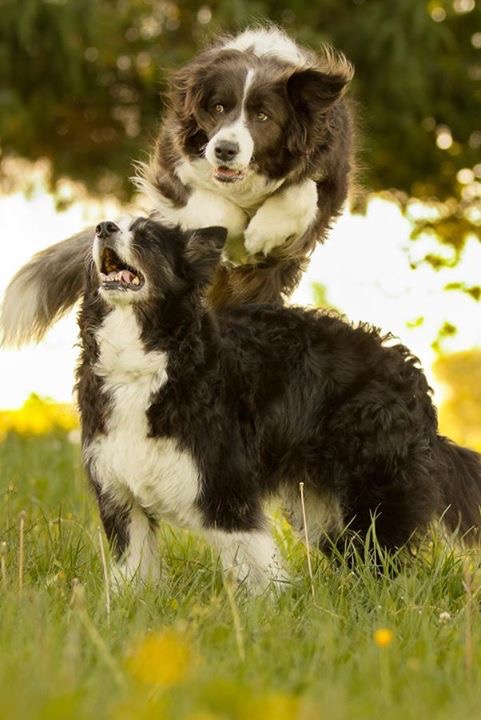 Two playful Border Collies in a grassy field, one jumping over the other.