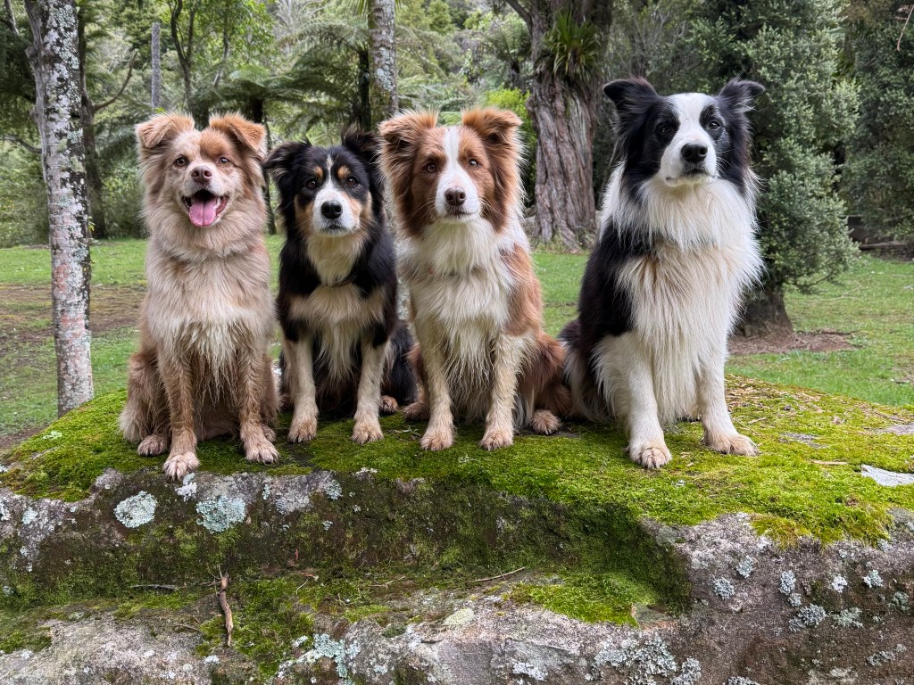 A group of four dogs sitting on a mossy rock in a green, natural setting. The dogs are of different colors and breeds, with two being brown and white, one black and tan, and one black and white.