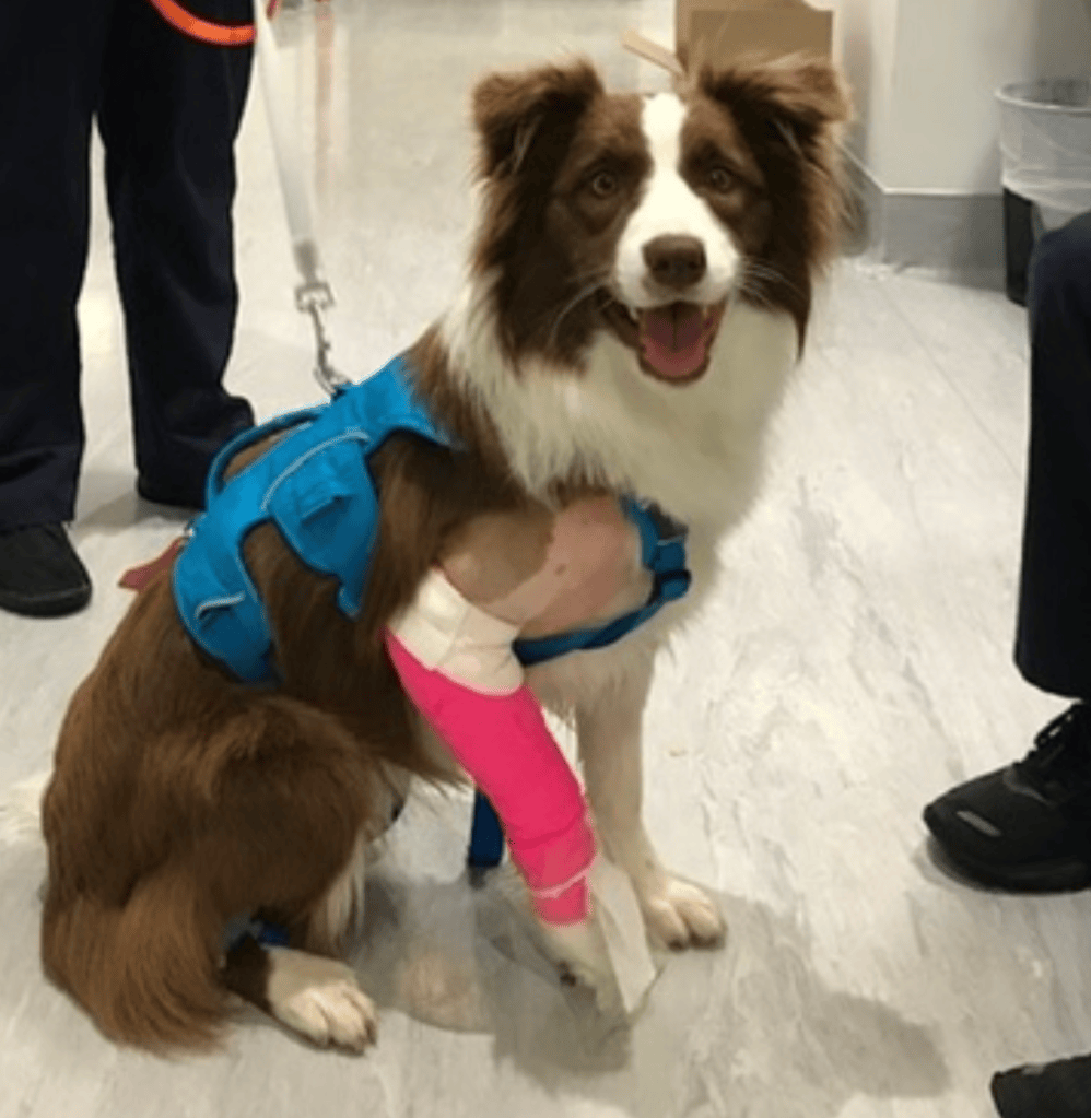 A happy brown and white dog wearing a blue harness and a bright pink bandage on its front leg, sitting on a hospital floor.