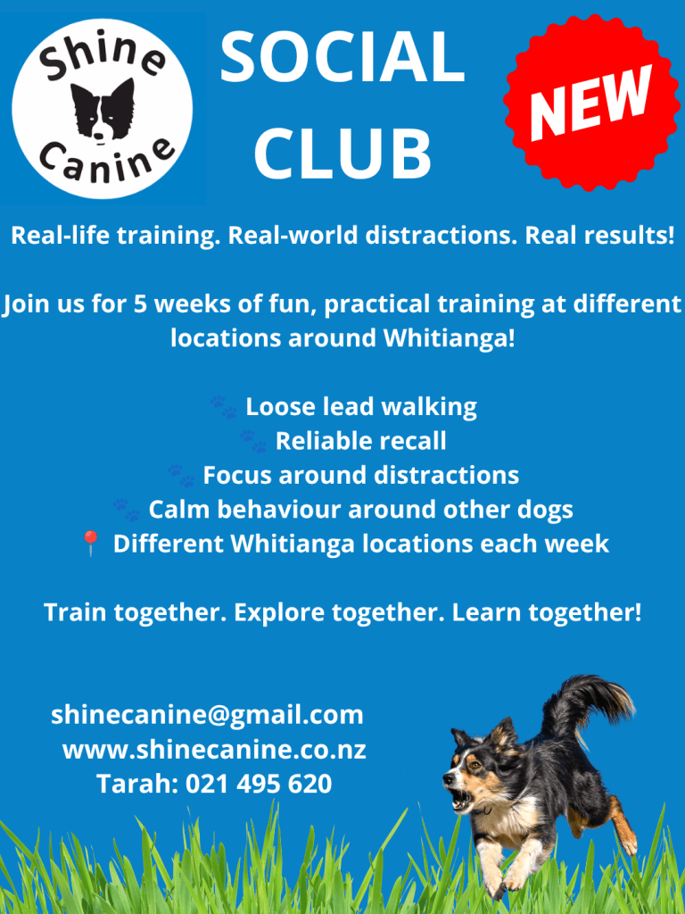 Promotional flyer for Shine Canine Social Club offering 5 weeks of practical dog training in Whitianga, featuring loose lead walking, reliable recall, and socialization with other dogs.